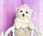 Small Photo #24 Maltipoo (Toy) Puppy For Sale in WARSAW, IN, USA