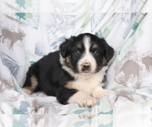 Australian Shepherd Puppy for sale in SHILOH, OH, USA