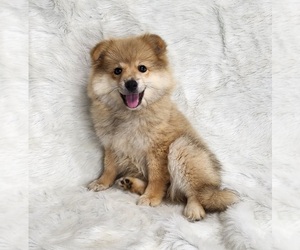 Pomeranian Puppy for sale in DECATUR, GA, USA