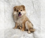 Image preview for Ad Listing. Nickname: Porky