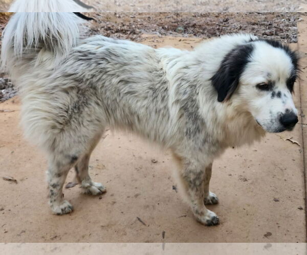 Medium Photo #3 Great Pyrenees-Unknown Mix Puppy For Sale in Thomasville, NC, USA