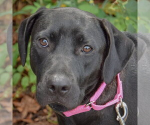 American Staffordshire Terrier-Unknown Mix Dogs for adoption in Huntley, IL, USA