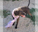 Small #11 American Pit Bull Terrier-Red Heeler Mix