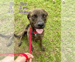 Small #3 Mountain Cur Mix