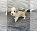 Small Photo #6 Tibetan Terrier Puppy For Sale in ALEXANDRIA, VA, USA