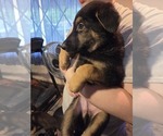 Small #5 German Shepherd Dog