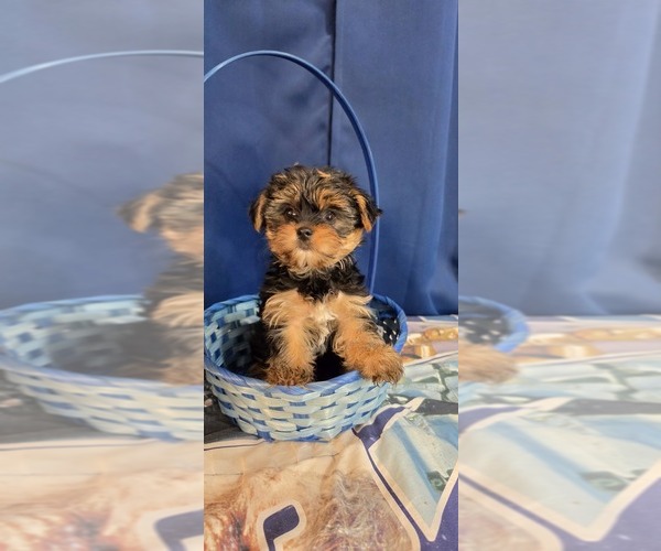 Medium Photo #18 Yorkshire Terrier Puppy For Sale in HUNTSVILLE, AL, USA
