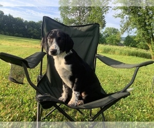 Border Collie-Redbone Coonhound Mix Puppy for sale in HILLSBORO, WI, USA