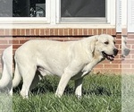 Small Photo #1 Labrador Retriever Puppy For Sale in NEOLA, WV, USA