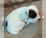 Small #1 Jack Russell Terrier