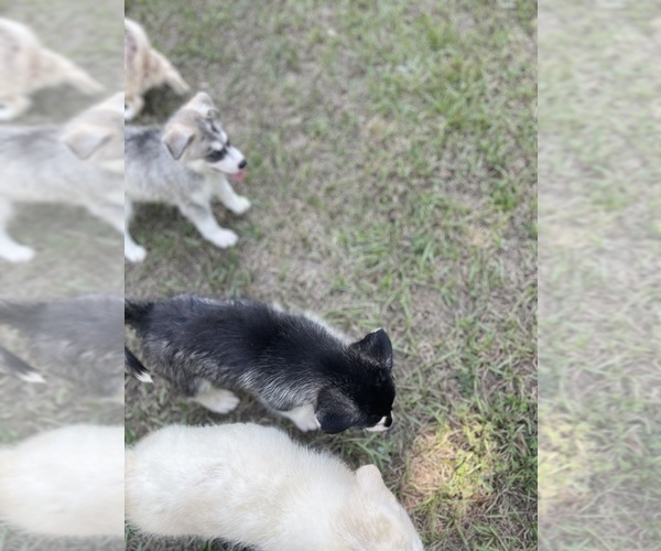 Medium Photo #33 Siberian Husky Puppy For Sale in HILLISTER, TX, USA