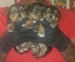 Puppy Puppy 3 Yorkshire Terrier