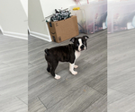 Small Photo #1 Boston Terrier Puppy For Sale in PARAGON, IN, USA