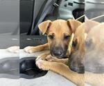 Small Black Mouth Cur