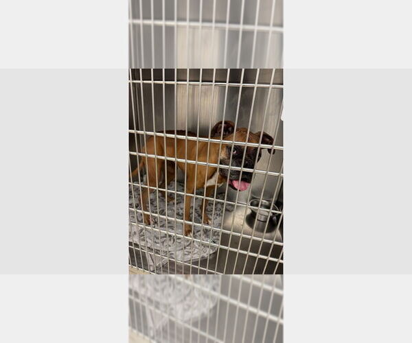 Medium Photo #1 Boxer Puppy For Sale in Austin, TX, USA
