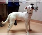 Small American Pit Bull Terrier Mix