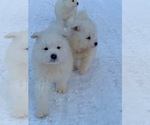 Small Photo #3 Samoyed Puppy For Sale in WASILLA, AK, USA