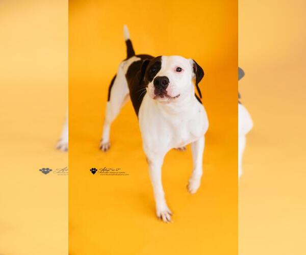 Medium Photo #6 American Pit Bull Terrier-Pointer Mix Puppy For Sale in Rockwall, TX, USA