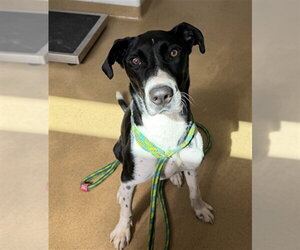 Shepradors Dogs for adoption in Derwood, MD, USA