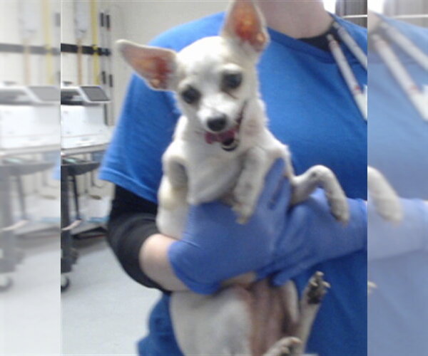 Medium Photo #1 Chihuahua Puppy For Sale in Fayetteville, NC, USA