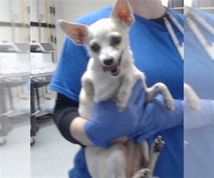 Chihuahua Dogs for adoption in Fayetteville, NC, USA