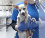 Small Chihuahua