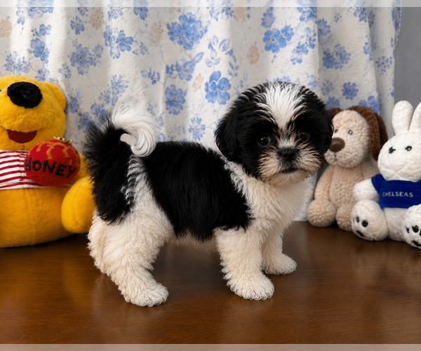 Medium Photo #2 Shih Tzu Puppy For Sale in DURHAM, CT, USA