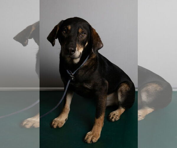 Medium Photo #4 Beagle-Unknown Mix Puppy For Sale in Frenchburg, KY, USA