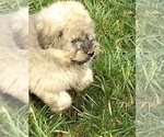 Small Photo #4 Bouvier Des Flandres Puppy For Sale in AMBOY, WA, USA