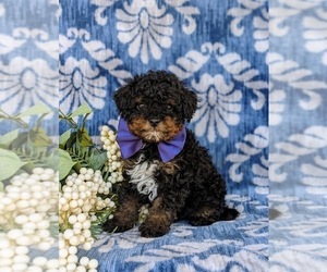 Poodle (Miniature) Puppy for sale in STRASBURG, PA, USA