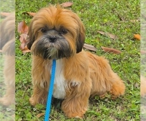 Shih Tzu Puppy for Sale in ORLANDO, Florida USA