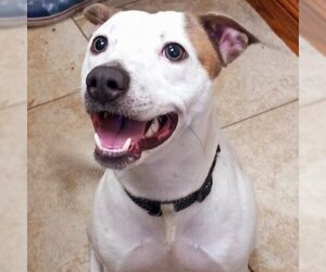 American Pit Bull Terrier-Unknown Mix Dogs for adoption in Galveston, TX, USA
