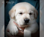 Small Photo #3 Labrador Retriever Puppy For Sale in HAMILTON, MT, USA