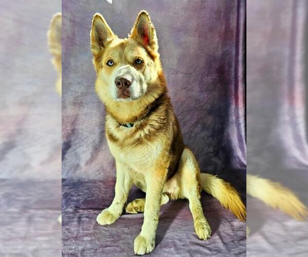 Medium Photo #2 Siberian Husky Puppy For Sale in Frisco, CO, USA