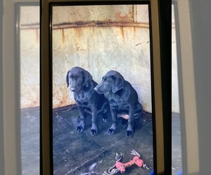 Labrador Retriever Puppy for sale in PARSONS, TN, USA