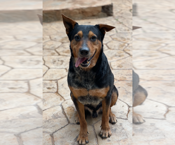 Medium Photo #1 Mutt Puppy For Sale in Decatur, GA, USA