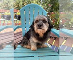 Small Poodle (Miniature) Mix