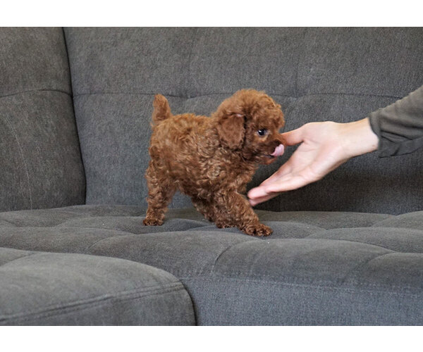 Medium Photo #5 Poodle (Toy) Puppy For Sale in FULLERTON, CA, USA