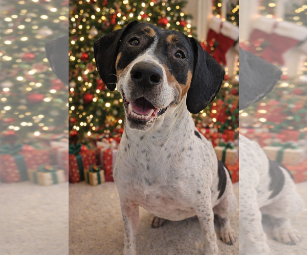 Medium Photo #1 American Foxhound-Beagle Mix Puppy For Sale in Holly Springs, NC, USA