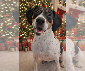 American Foxhound-Beagle Mix Dogs for adoption in Holly Springs, NC, USA