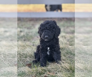 Goldendoodle Puppy for Sale in FREDERICA, Delaware USA