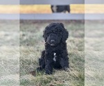 Small Photo #1 Goldendoodle Puppy For Sale in FREDERICA, DE, USA
