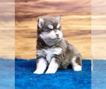 Small Photo #5 Pomsky Puppy For Sale in TAMPICO, IL, USA