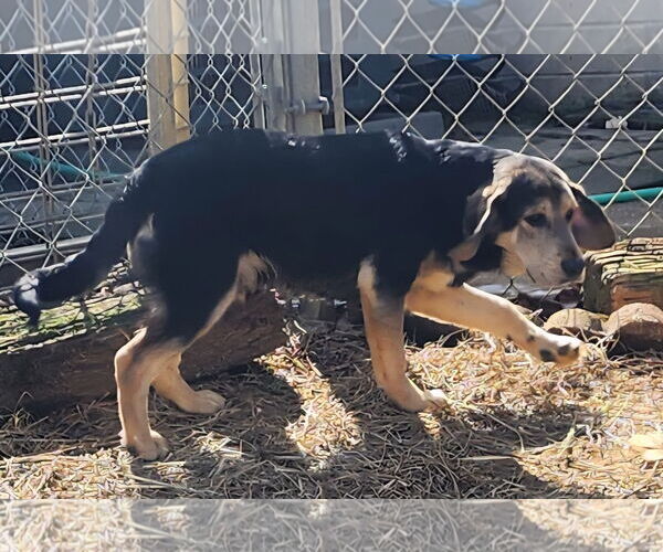 Medium Photo #2 Mutt Puppy For Sale in Wetumpka, AL, USA