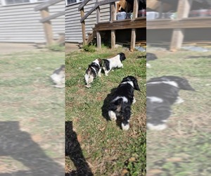 Cocker Spaniel Litter for sale in TULSA, OK, USA
