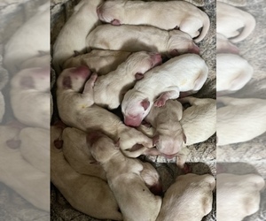 Labrador Retriever Puppy for sale in GERBER, CA, USA