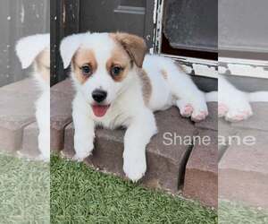 Shane - Male Australian Shepherd-Jack Russell Terrier Mix Dog for Adoption - Photo #2
