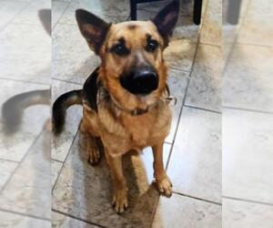 German Shepherd Dog Dogs for adoption in San Antonio, TX, USA