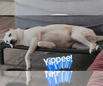 Small #2 Great Pyrenees Mix