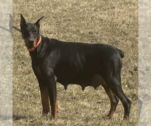 Mother of the Doberman Pinscher puppies born on 02/01/2026
